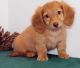 Dachshund Puppies for sale in Mountain View, CA, USA. price: NA