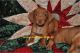 Dachshund Puppies for sale in Athens, GA, USA. price: NA