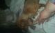 Dachshund Puppies for sale in Indianapolis, IN, USA. price: $500