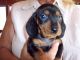 Dachshund Puppies for sale in Trenton, FL 32693, USA. price: NA