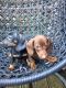 Dachshund Puppies for sale in Texas City, TX, USA. price: $500