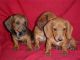 Dachshund Puppies for sale in 58503 Rd 225, North Fork, CA 93643, USA. price: NA