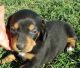 Dachshund Puppies for sale in Walnut, CA, USA. price: NA