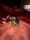 Dachshund Puppies for sale in Northglenn, CO, USA. price: $650