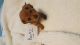 Dachshund Puppies for sale in Grand Blanc, MI 48439, USA. price: $500