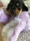 Dachshund Puppies for sale in Alpine, CA, USA. price: NA