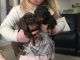 Dachshund Puppies for sale in Pasadena, CA 91101, USA. price: NA