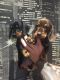 Dachshund Puppies for sale in Ghent, NY, USA. price: NA