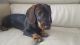 Dachshund Puppies for sale in Anchorage, AK, USA. price: NA