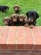 Dachshund Puppies for sale in Bloomfield Ave, Bloomfield, CT 06002, USA. price: NA