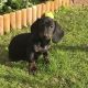 Dachshund Puppies for sale in Michigan Ave, Inkster, MI 48141, USA. price: $600