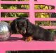 Dachshund Puppies for sale in Kentucky Dam, Gilbertsville, KY 42044, USA. price: NA
