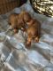 Dachshund Puppies for sale in Beaverton, OR, USA. price: NA