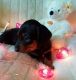Dachshund Puppies for sale in FL-436, Casselberry, FL, USA. price: NA