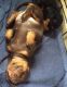 Dachshund Puppies for sale in Medaryville, IN 47957, USA. price: NA
