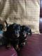 Dachshund Puppies for sale in Pocatello, ID, USA. price: $500