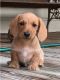 Dachshund Puppies for sale in Basking Ridge, NJ 07920, USA. price: NA