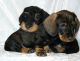 Dachshund Puppies for sale in Anderson, IN, USA. price: NA