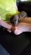 Dachshund Puppies for sale in Bedford, VA 24523, USA. price: NA