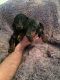Dachshund Puppies for sale in Bountiful, UT 84010, USA. price: $500