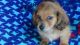 Dachshund Puppies for sale in Detroit, MI, USA. price: $600