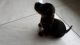 Dachshund Puppies for sale in St Paul, MN, USA. price: NA