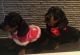 Dachshund Puppies for sale in Fresno, CA, USA. price: $500