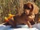 Dachshund Puppies for sale in Boston, MA, USA. price: $500