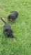 Dachshund Puppies for sale in Uvalde, TX 78801, USA. price: NA