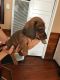 Dachshund Puppies for sale in Glendale, CA, USA. price: NA