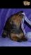 Dachshund Puppies for sale in New York, NY 10007, USA. price: NA