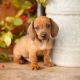 Dachshund Puppies for sale in CA-1, Mill Valley, CA 94941, USA. price: NA