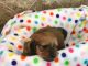 Dachshund Puppies for sale in Jacksonville, FL, USA. price: $500