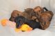 Dachshund Puppies for sale in Gaston, IN 47342, USA. price: NA