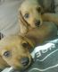 Dachshund Puppies for sale in Tonopah, AZ 85354, USA. price: $400
