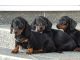Dachshund Puppies for sale in Allen St, New York, NY 10002, USA. price: NA
