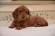 Dachshund Puppies for sale in Jacksonville, FL, USA. price: $400