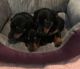 Dachshund Puppies for sale in Seattle, WA 98109, USA. price: NA