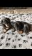 Dachshund Puppies for sale in Seattle, WA 98185, USA. price: NA