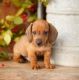 Dachshund Puppies for sale in Alaska St, Staten Island, NY 10310, USA. price: NA