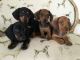 Dachshund Puppies for sale in Westerville Woods Dr, Columbus, OH 43231, USA. price: $200
