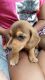 Dachshund Puppies for sale in Lusby, MD 20657, USA. price: NA