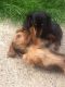 Dachshund Puppies for sale in Kentucky St, Lawrence, KS, USA. price: $450