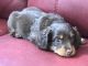 Dachshund Puppies for sale in California Rd, Mt Vernon, NY 10552, USA. price: NA