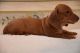 Dachshund Puppies for sale in Baltimore, MD, USA. price: $400