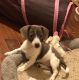 Dachshund Puppies for sale in Charter Twp of Clinton, MI 48036, USA. price: NA