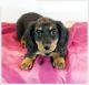 Dachshund Puppies for sale in Fresno, CA, USA. price: $600