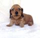 Dachshund Puppies for sale in Dayton, TX 77535, USA. price: NA