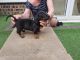 Dachshund Puppies for sale in TX-249, Houston, TX, USA. price: NA