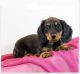 Dachshund Puppies for sale in Boston, MA, USA. price: $580
